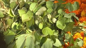 🌿 Sonpaan (सोनेपान) – Dussehra Tradition